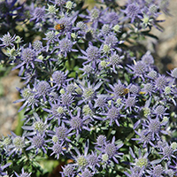 seahollycropped seahollycropped
