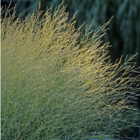 Molina caerulea Skyracer grass in evening light