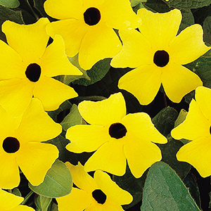 blackeyedcropped blackeyedcropped