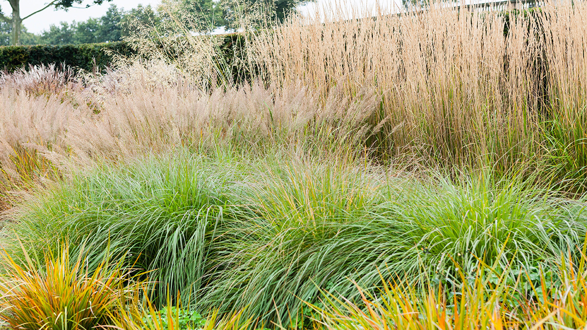 5 Ways To Design With Ornamental Grasses Grow Beautifully,What Does An Ionizer Do