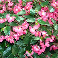 blogcolorbegoniaBIGcropped200 blogcolorbegoniaBIGcropped200
