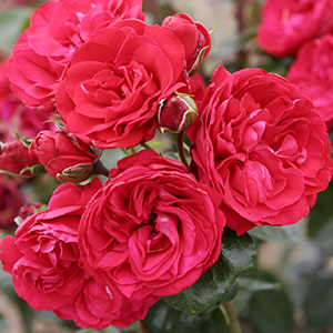 crimsoncropped crimsoncropped