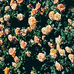 1004198_GARDEN SUN 1004198_GARDEN SUN
