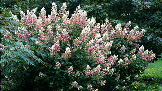 Obsession Panicle Hydrangea No Fuss Sun Loving Long Blooming What S Not To Love