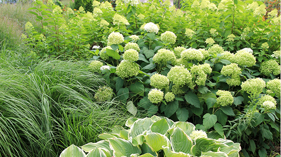 Obsession Panicle Hydrangea No Fuss Sun Loving Long Blooming What S Not To Love