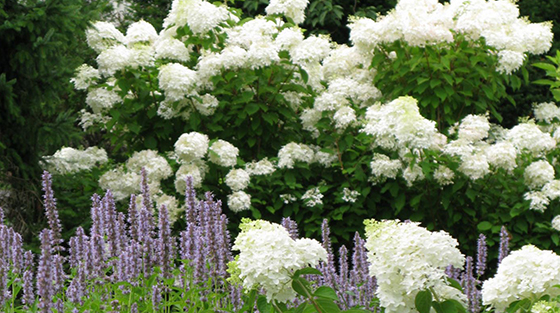 Limelight in the back, and Little Lime™ Hardy Hydrangea  in the front