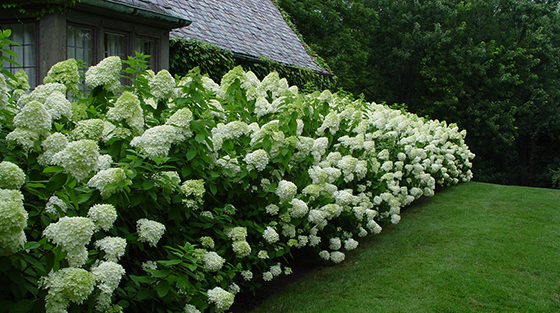 Obsession Panicle Hydrangea No Fuss Sun Loving Long Blooming What S Not To Love