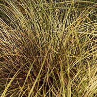 sedgecropped200 sedgecropped200