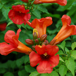 trumpetcropped trumpetcropped