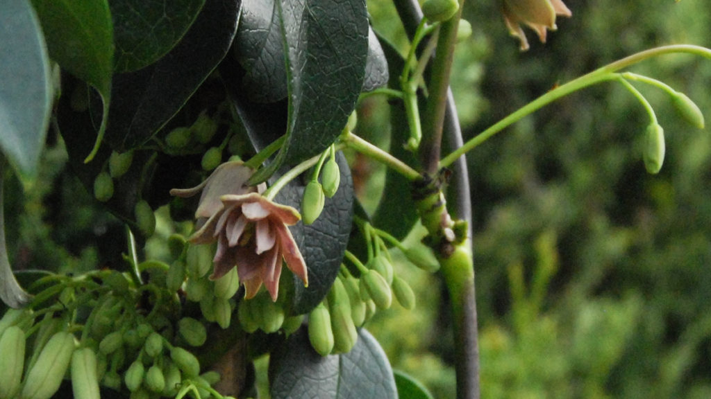 10 Global Finds from Plant Explorer Dan Hinkley Grow Beautifully