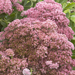 autumnjoycropped autumnjoycropped
