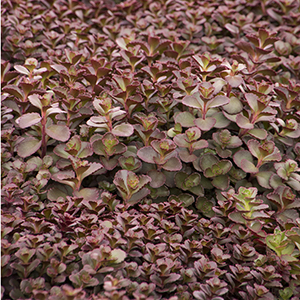 carpetcropped carpetcropped