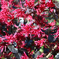 fringflowercropped