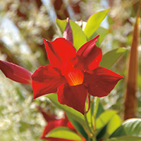 mandevilla200 mandevilla200