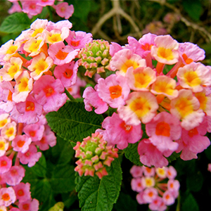 Heat-Loving Lantana Brings on the Blooms (and butterflies, too