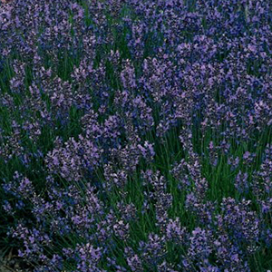 munsteadcropped munsteadcropped
