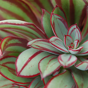 paintedcropped paintedcropped