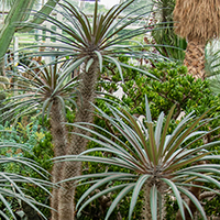 Pachypodium geayi in containers, Wisley glasshouse Pachypodium geayi in containers, Wisley glasshouse