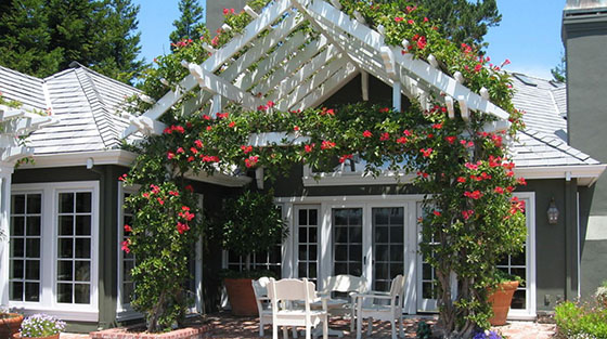 plantsavvyjuly2016redfeaturebignoniacropped560x313