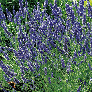 provence provence