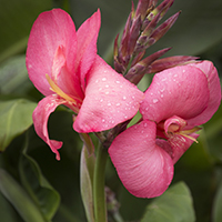 rosecannamidadlantic200 rosecannamidadlantic200