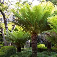treefern treefern
