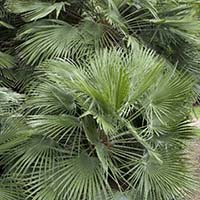 Mediterranean Fan Palm, Chamaerops humilis Mediterranean Fan Palm, Chamaerops humilis