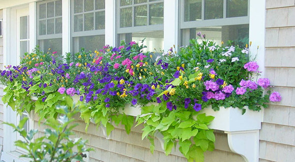 windowbox1-300x165@2x