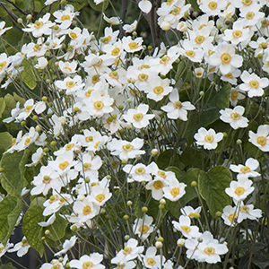 anemonecropped anemonecropped