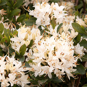 azaleacropped300x300 azaleacropped300x300
