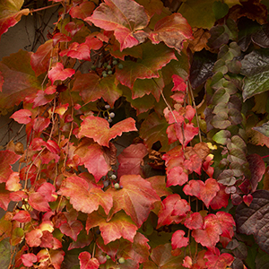 bostonivycropped bostonivycropped