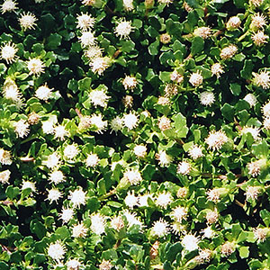 christmasbushcropped300x300 christmasbushcropped300x300