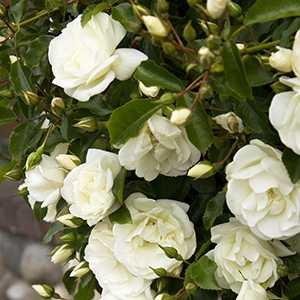flowercarpetcropped300x300 flowercarpetcropped300x300