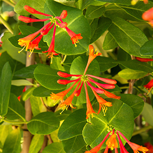 honeysucklecropped honeysucklecropped