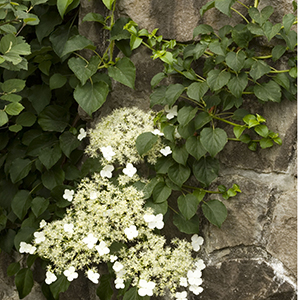hydrangeacropped hydrangeacropped