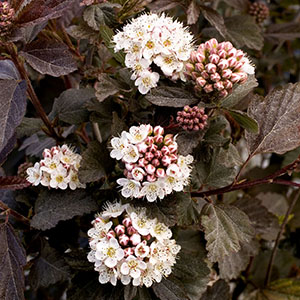 Diablo Ninebark, Physocarpus opulifolius `Diablo' Diablo Ninebark, Physocarpus opulifolius `Diablo', at Monrovia Nursery Co.