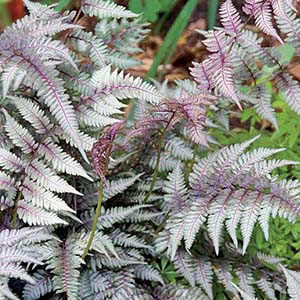 Athyrium nipponicum 'Regal Red' Japanese Painted Fern Regal Red showing violet veins, silver fronds