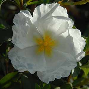 rockrosecropped300x300 ????????????????????????????????????