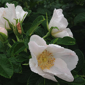 rugosacropped300x300 rugosacropped300x300