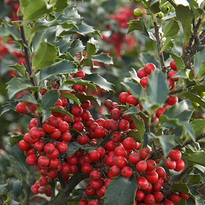 Holly Berry Bush: Variegated (12)