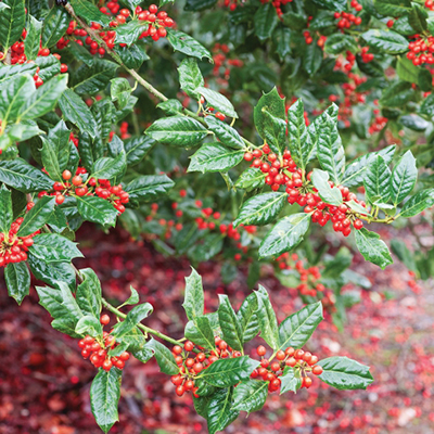 are nellie stevens holly berries poisonous to dogs