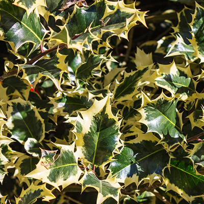 Variegated English Holly