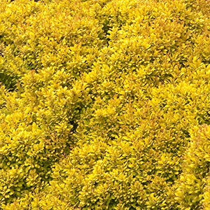 berberiscropped berberiscropped