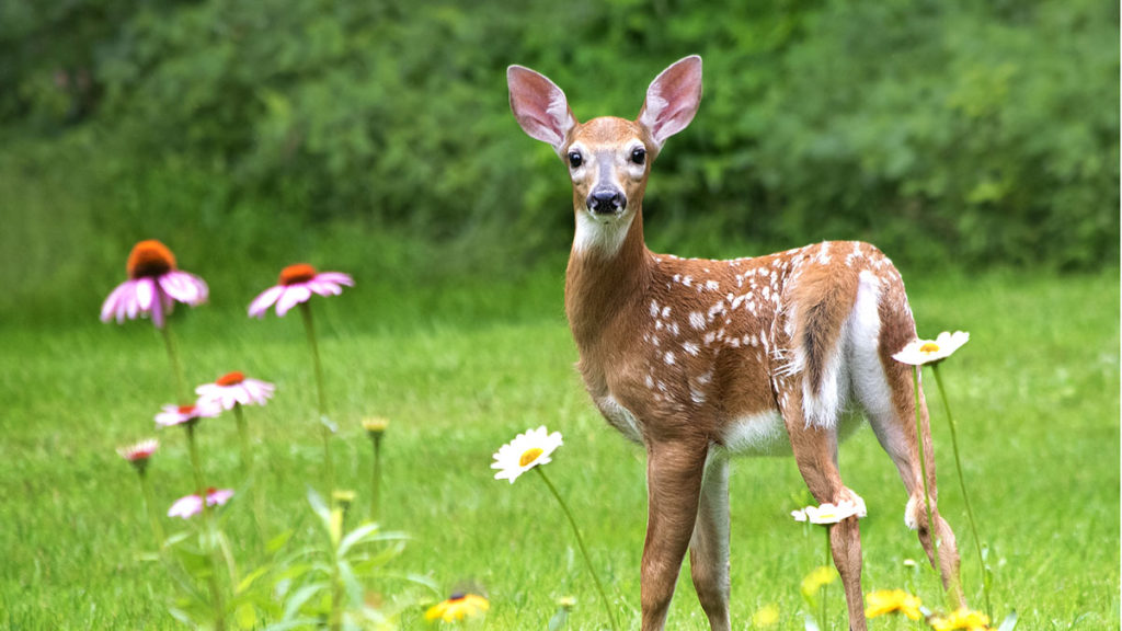 10 Plants Deer DON’T Love – Grow Beautifully