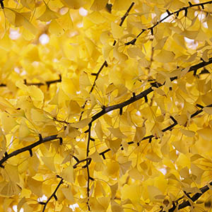 0227590.jpg Ginkgo biloba in November
