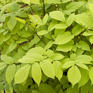 spikenard300x300 spikenard300x300