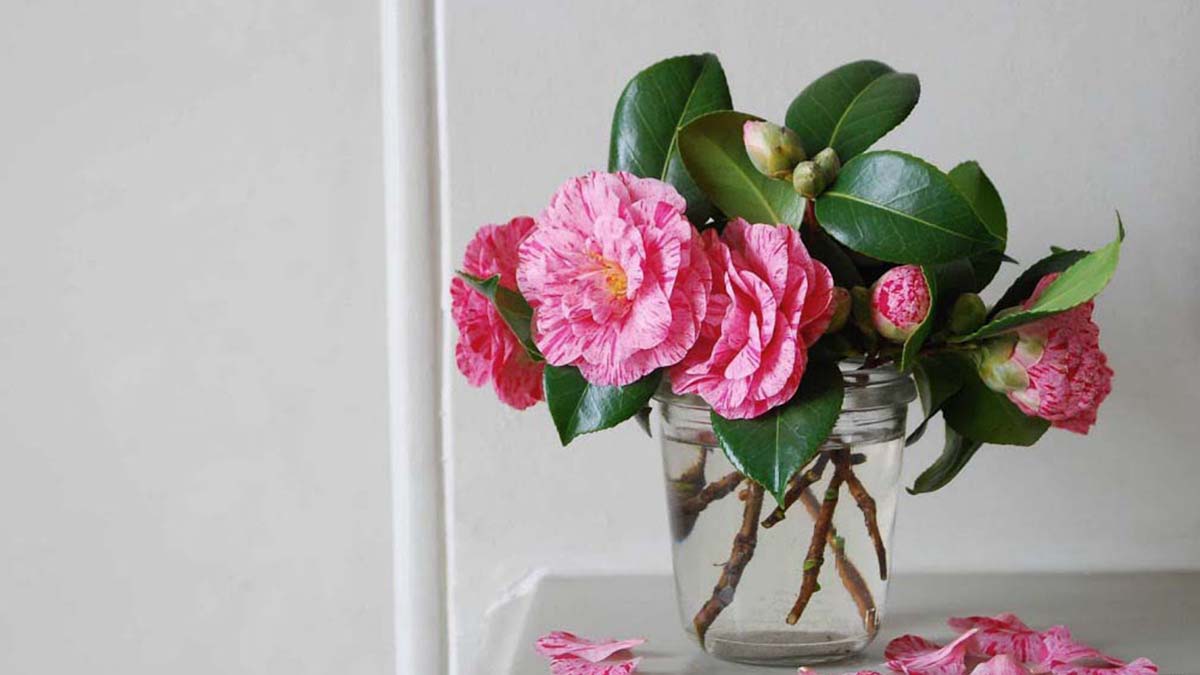 Making Arrangements Captivating Camellias Grow Beautifully