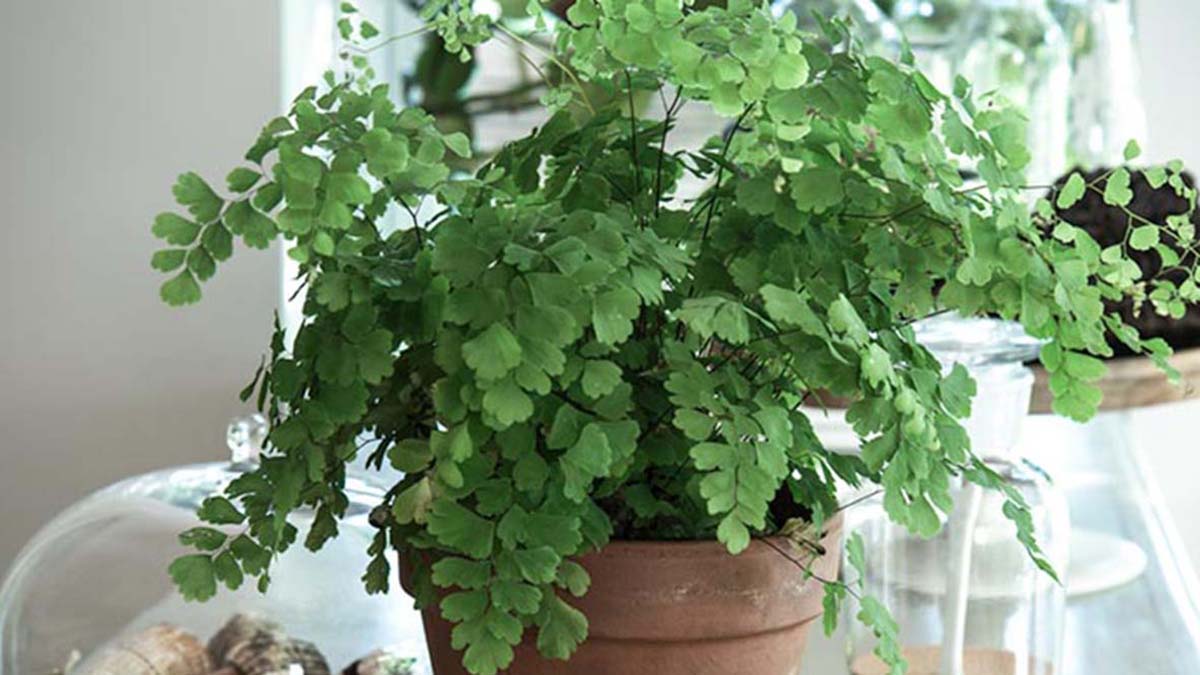 8 Ferns You Can Grow Indoors Grow Beautifully