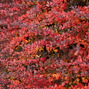 royalburgundy300x300 royalburgundy300x300