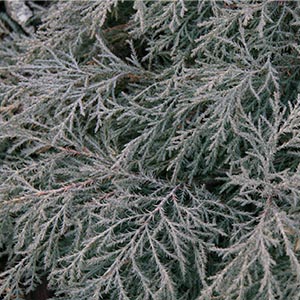 drewsblue300x300